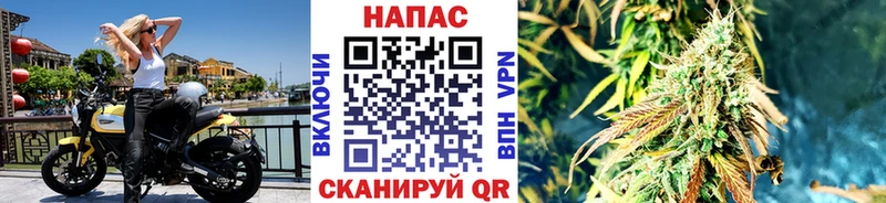 Каннабис сатива  Ногинск 